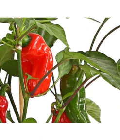 Pick-a-Pep® Snackpaprika Mit Früchten 7 Pick-a-Pep® Snackpaprika Mit Früchten -Elho Verkäufe 8838823 SnackpaprikaRotMitFrucht