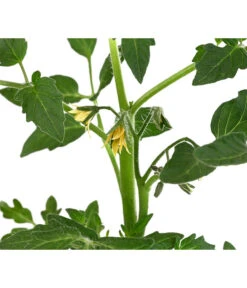 Tomate 'Previa' -Elho Verkäufe 8839136 WE DE 001 TomatePrevia