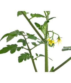 Cherrytomate 'Pepe' -Elho Verkäufe 8839243 WE DE 001 CherrytomateRot