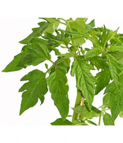 Bioland Fleischtomate -Elho Verkäufe 8842627 WE DE 001 BioFleischtomateT12DehnerExpressHerzig