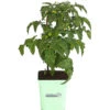 GREENBAR® Naschtomate 2 GREENBAR® Naschtomate -Elho Verkäufe 8843203 PR FS 001 GreenbarNaschtomateT11DehnerExpressHerzig