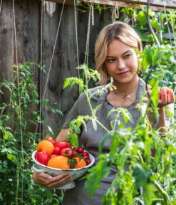 Ochsenherztomate 'Fleurette' -Elho Verkäufe WE MO 001 Ernte Tomate 04