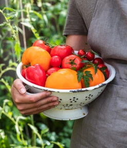 Tomate 'Garance' -Elho Verkäufe WE MO 001 Ernte Tomate 05