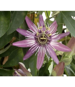 Elho Verkäufe -Elho Verkäufe X008251886 BildFS 001 BlauePassionsblumePassifloraCaerulea