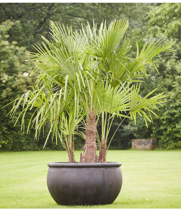 Elho Verkäufe -Elho Verkäufe 8607855 PR MO 001 Polystone SchaleEmpireBlumentopfBlumenvasePflanztopfHanfpalmeTrachycarpusFortuneiGruppe