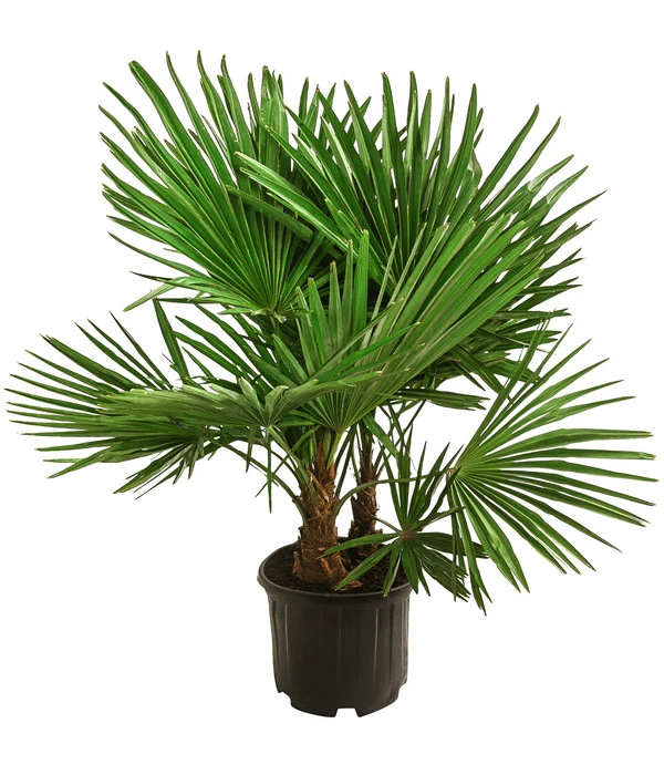 Elho Verkäufe -Elho Verkäufe 8607855 WE FS 001 HanfpalmeTrachycarpusFortuneiT36